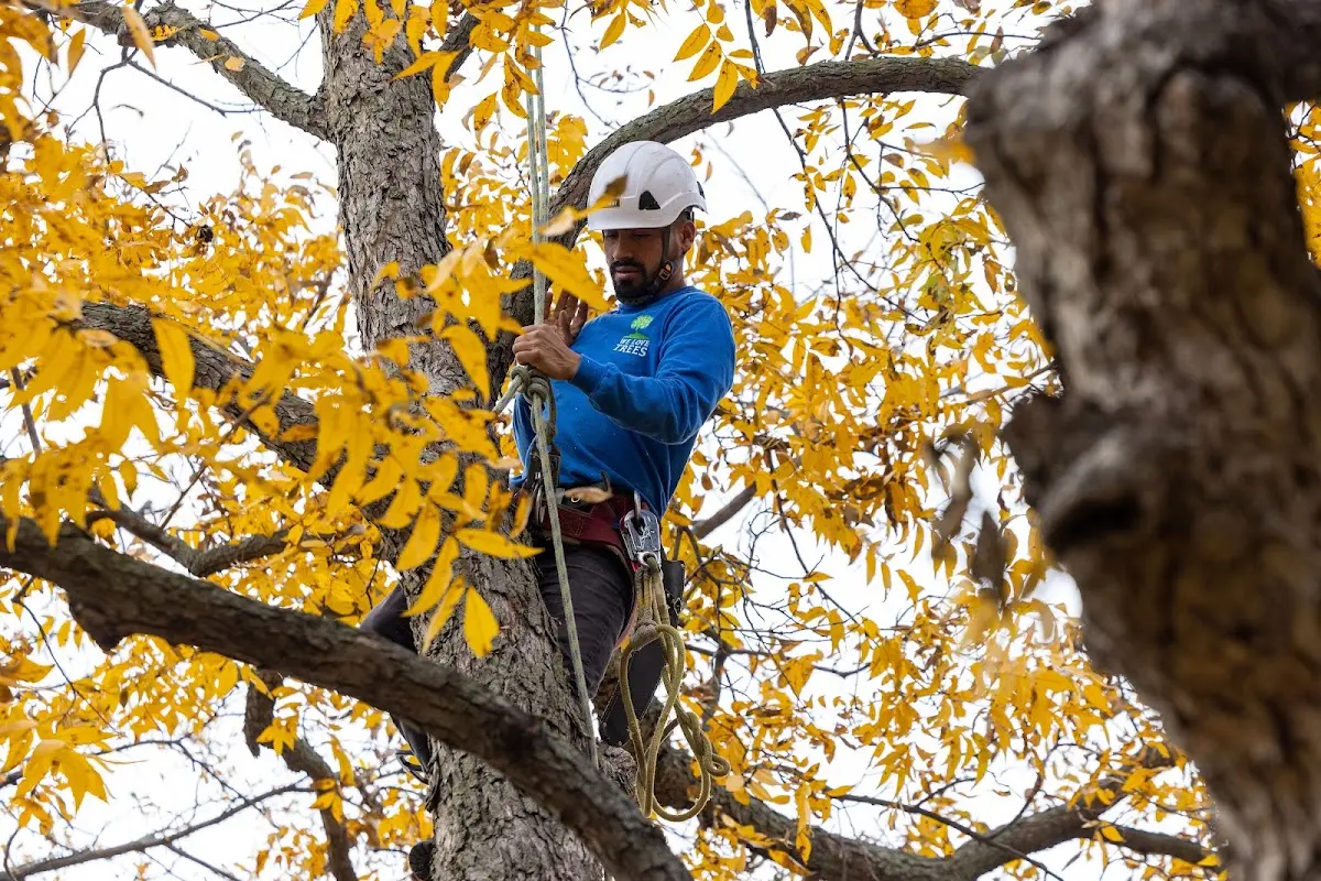 Skilled Tree Planing crew working in Cedar Grove